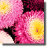 Aster