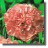 Carnation