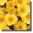 Chrysanthemum
