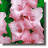 Gladiolus