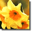 Jonquil