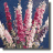 Larkspur