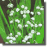 Lily of the Valley