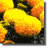 Marigold