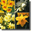 Narcissus