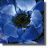 Poppy