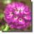 Primrose