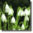 Snowdrops