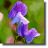 Sweat Pea