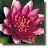 Water Lily